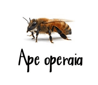 Ape operaia