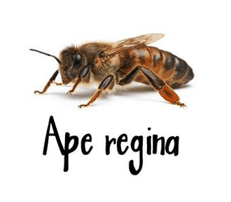 Ape regina