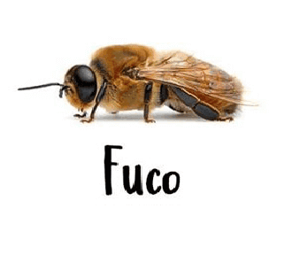 Fuco