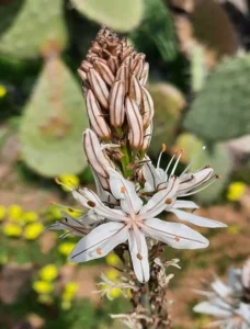 Primo piano di un fiore di asfodelo