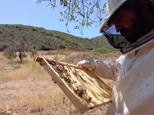 L'apicoltore Simone Pireddu che controlla un favo